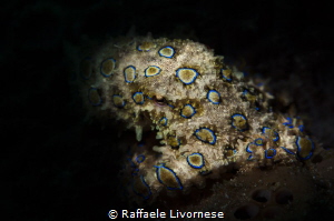 BLUE RING OCTOPUS WITH SNOOTED FLASH by Raffaele Livornese 